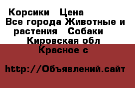 Корсики › Цена ­ 15 000 - Все города Животные и растения » Собаки   . Кировская обл.,Красное с.